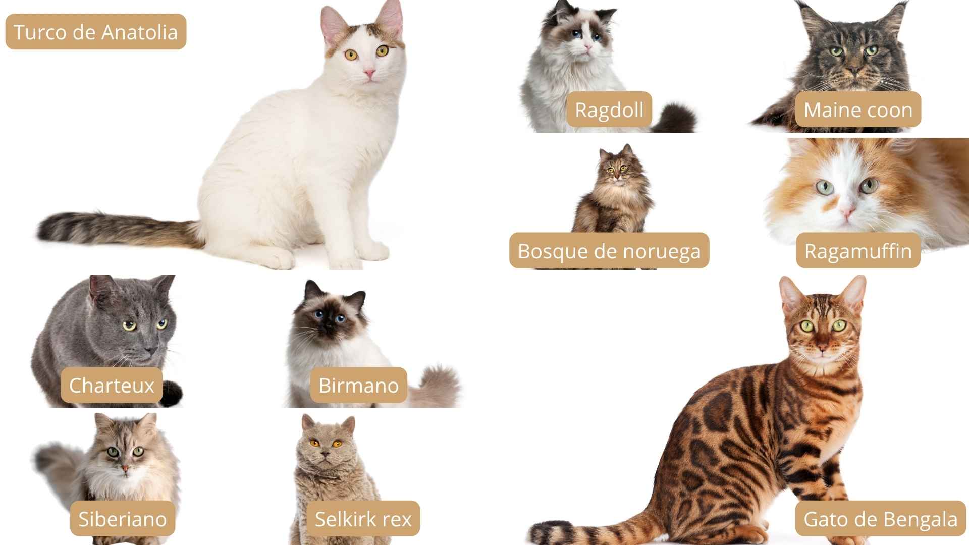 fotos de razas de gatos grandes